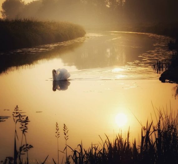 De zwaan