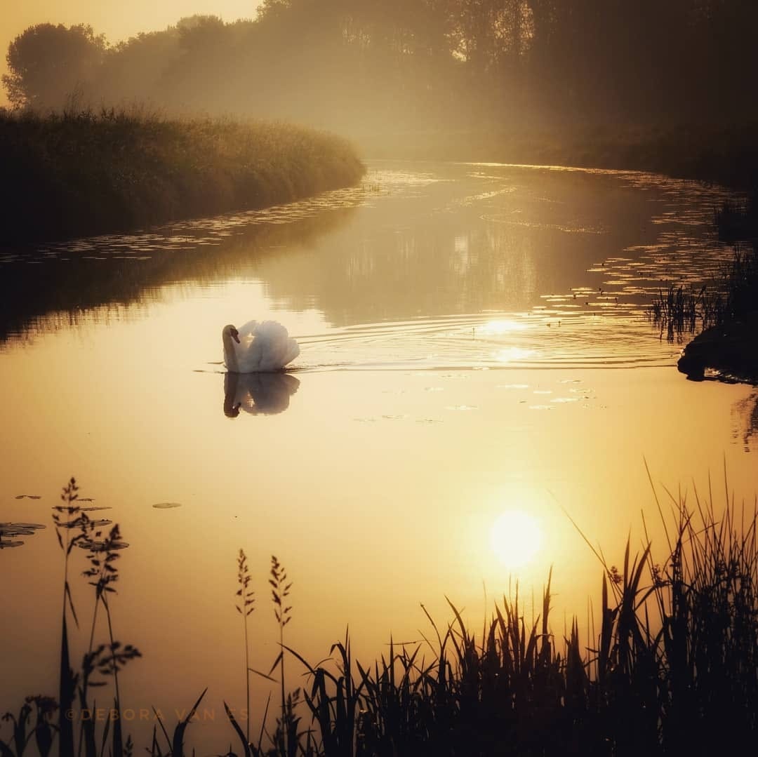 De zwaan