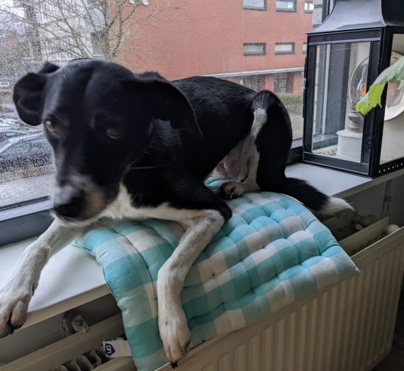Hondenweer voordat