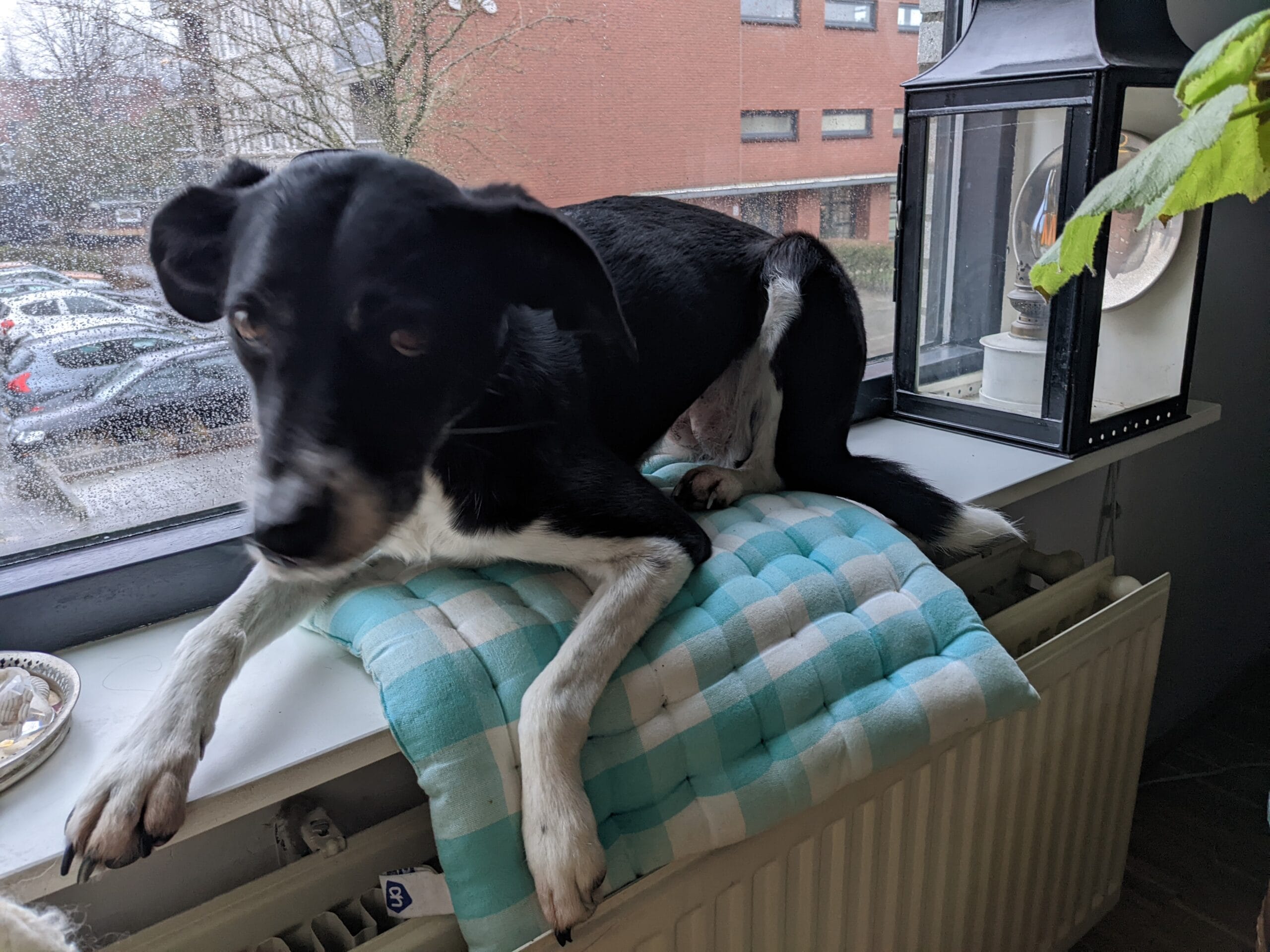 Hondenweer voordat
